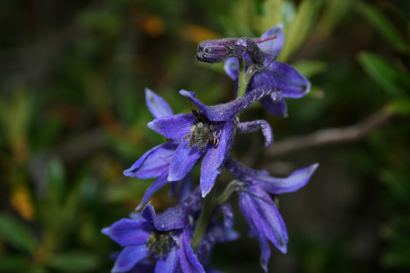 Delphinium dubium / Speronella alpina